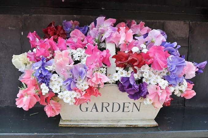 Dwarf Bijoux Sweet Pea Mixed Seeds - Approximately 65 Seeds…