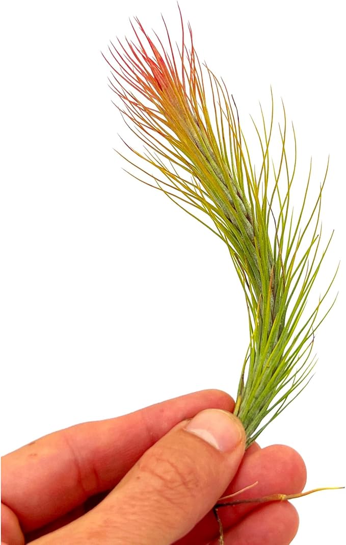ragnaroc Air Plants - Tillandsia Funckiana Hybrid, Large 5-7" - 1ct - Live Arrival Guaranteed - House Plants for Home Decor & Gift