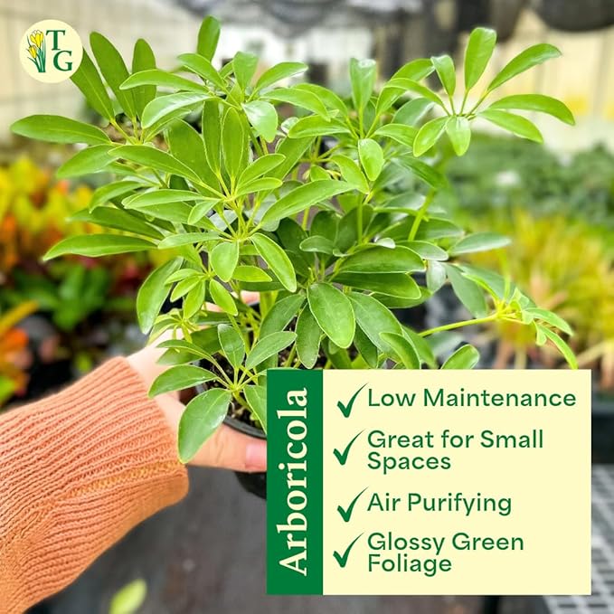 Thorsen's Greenhouse Live Arboricola Umbrella Tree Plant, Schefflera Arboricola, Natural Air Purifier, Easy to Grow, Live Indoor Houseplant, 4-inch Diameter (Brushed Silver)