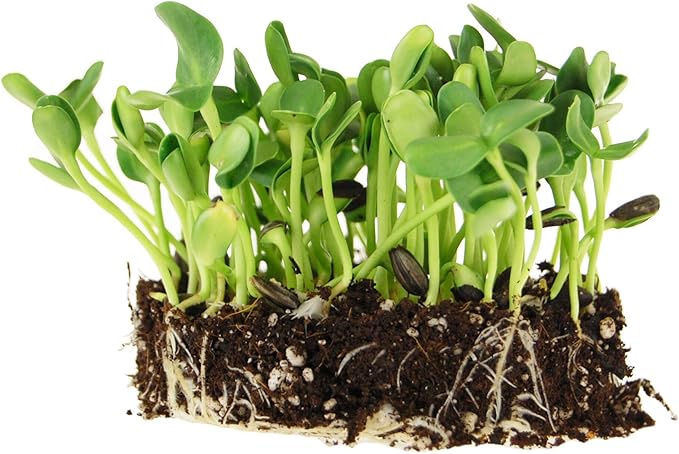 1.5 lb Organic Non-GMO Black Oil Sunflower Seeds – Microgreens & Sprouting Seeds (Shell On) for Edible Sunflower Microgreens, Organic Sprouts & Sprout Mix