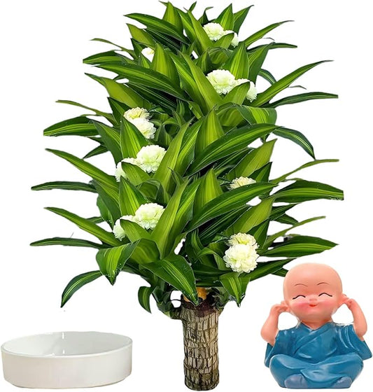 Brazilian Lucky Wood Plant, Brazilian Wood with Energy Crystals, Low-Light Office, Bedroom Decor, Home Good Luck Decor (Blue)