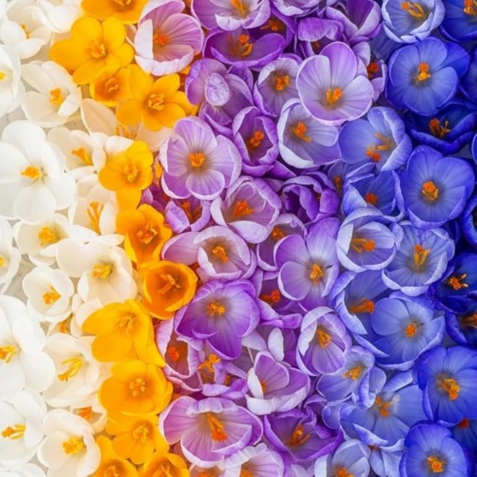 100 Bulbs - Mixed Crocus Bulbs for Planting - Purple, White & Yellow Perennial Flowers for Fall Planting, Early Spring Blooms, Pollinator-Friendly, Non-GMO Garden Bulbs