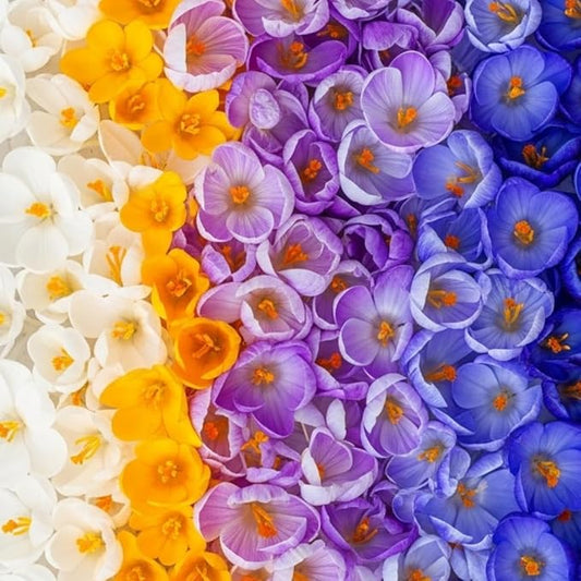 100 Bulbs - Mixed Crocus Bulbs for Planting - Purple, White & Yellow Perennial Flowers for Fall Planting, Early Spring Blooms, Pollinator-Friendly, Non-GMO Garden Bulbs