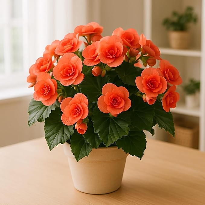Grow Indoor Begonia Flowers - 3 Healthy Bulbs to Grow Indoors