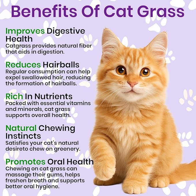 NatureZ Edge Premium Cat Grass Seeds for Indoor Cats, Non GMO - 1 lb Oat & Barley Grass for Indoor Cats, Cat Plant, Kitty Lawn, Pet Grass, Hierba para Gatos, Made in USA