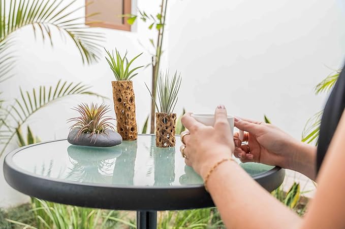 Air Plant Shop 3 Inch Cholla Cactus Holders with Assorted Air Plants- Wholesale and Bulk - Succulents - Live Tillandsia - Easy Care Indoor and Outdoor House Plants (Pack of 1)