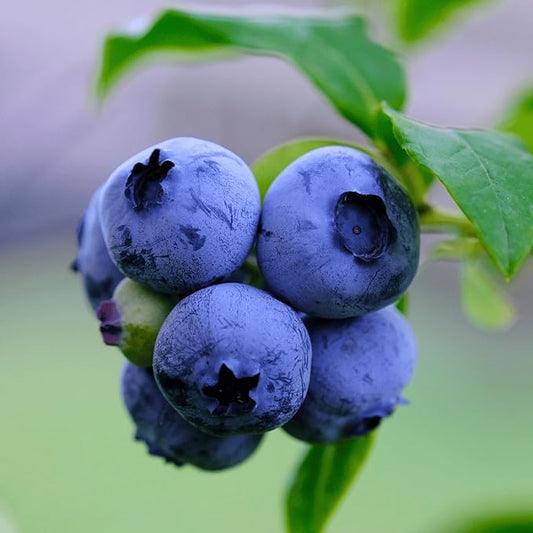 Duke Bare Root Blueberry Plant, 3-Year Old Plant - Very Early Season Variety - from Hand Picked Nursery (1)