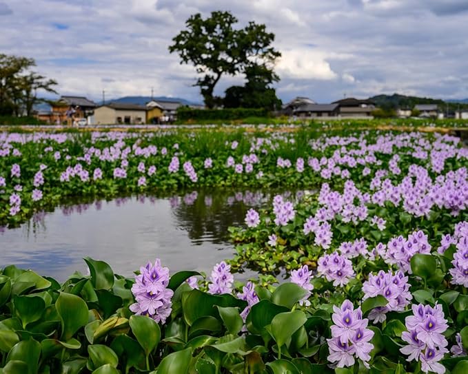 Floating Flowering Plant – Live Aquatic Plants for Ponds & Aquariums (1 Common Water Hyacinth (Eichhornia crassipes), 1, Count)