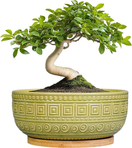 G EPGardening Bonsai Tree Pot - 8 Inch Ceramic Planter for Indoor Plants Flower, Shallow Round Succulent Bowl with Drainage and Saucer, Boho Office Decor, Gifts for Plant Lovers, Green