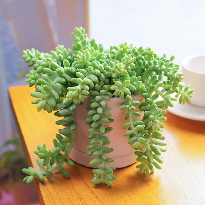 Sprout N Green Donkey's Tail, Live Sedum Morganianum-Burro's Tail, Succulent Plant Fully Rooted in 2" Pot, Real House Plant for Indoor Outdoor Home Office Wedding Decoration Party Favor