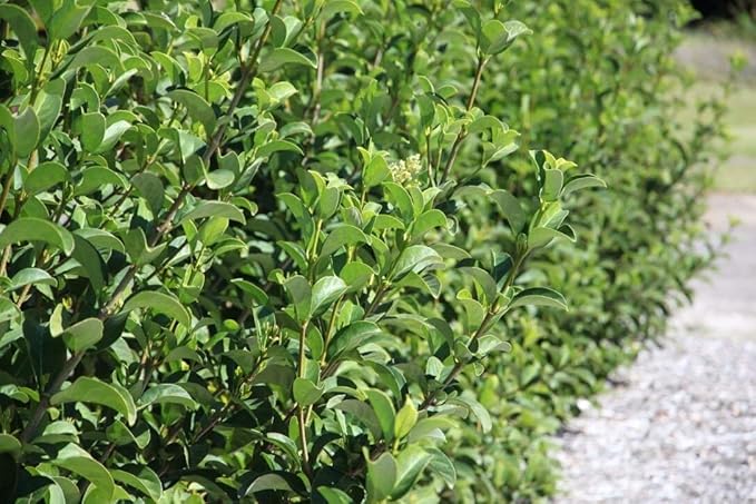 Sweet Viburnum | 1 Large 4 Inch Pot | Viburnum Odorotissimum | Live Plants | Fast Growing Privacy Hedge, Shrub, Privacy Screen