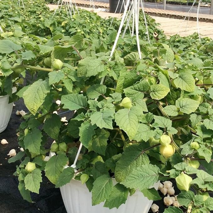 Premium Cape Gooseberry Seeds (Physalis peruviana) – 100+ Non-GMO Heirloom Seeds for Planting – Sweet, Tangy Ground Cherries with High Germination Rate