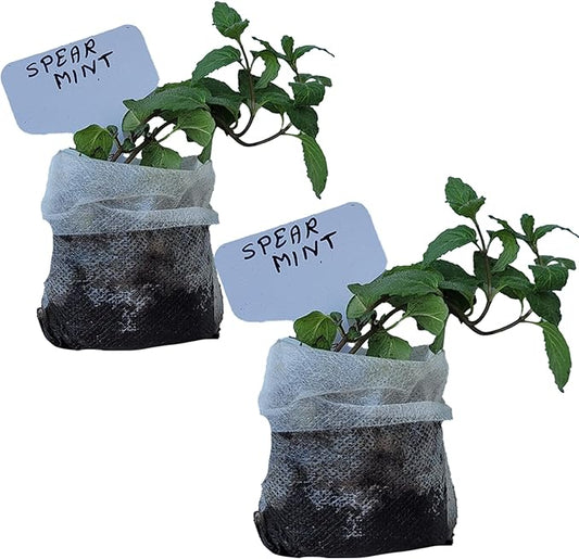 Generic Spearmint Plants. Live, Fragrant, Fresh, Edible. Easy Grow. Indoor/Outdoor. (2 Mint Bags)