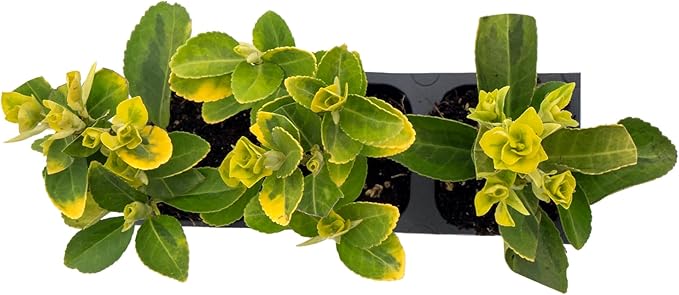 3 Golden Euonymus Shrubs | Live Plants in 2.5-inch Nursery Cubes | Japonica ‘Aureo-Marginatus’ Variety | Easy-Care Evergreen | Variegated Yellow-Green Foliage | Hedges & Shrubs for Home & Garden