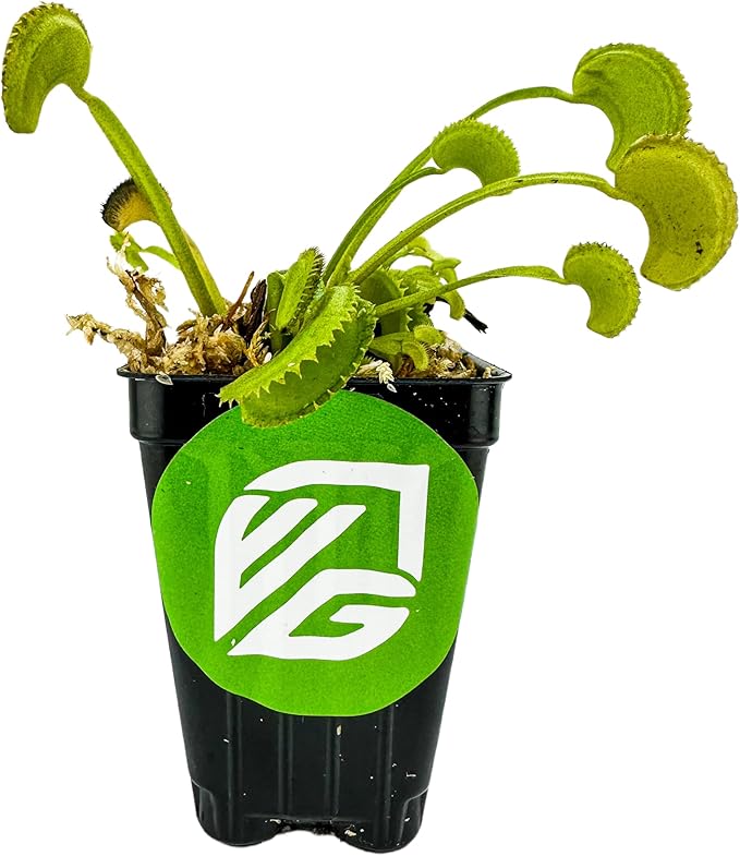 Dente Venus Fly Trap Live Plant - Dionaea muscipula 'Dente' by Wellspring Gardens - Carnivorous Plant - Fly Trap Plant - Unique Indoor Plant - Starter Plant