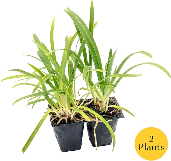 2 Frederick Street Park Agapanthus in 2.5” Nursery Cubes (Agapanthus ‘Frederick Street Park’) | Compact Semi-Evergreen Perennial for Borders, Containers, and Pollinator Gardens | Ready-to-Plant