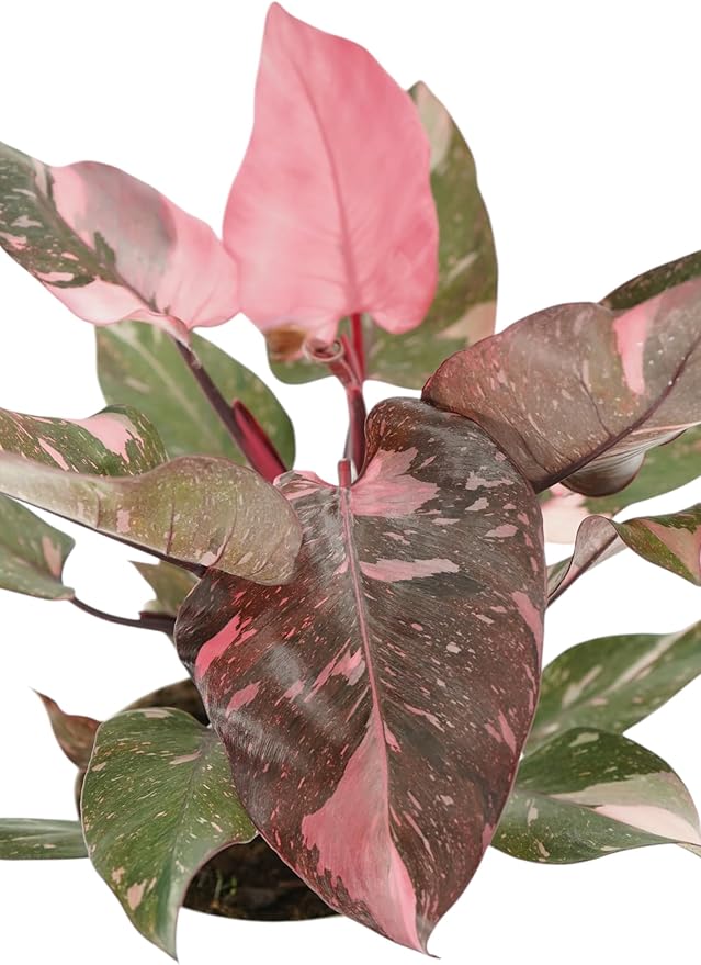 Philodendron Plant Package - 3 Live Philodendron Plants Bundle - Pink Princess, White Princess, and Birken Varieties - Rare Plants Live Houseplants