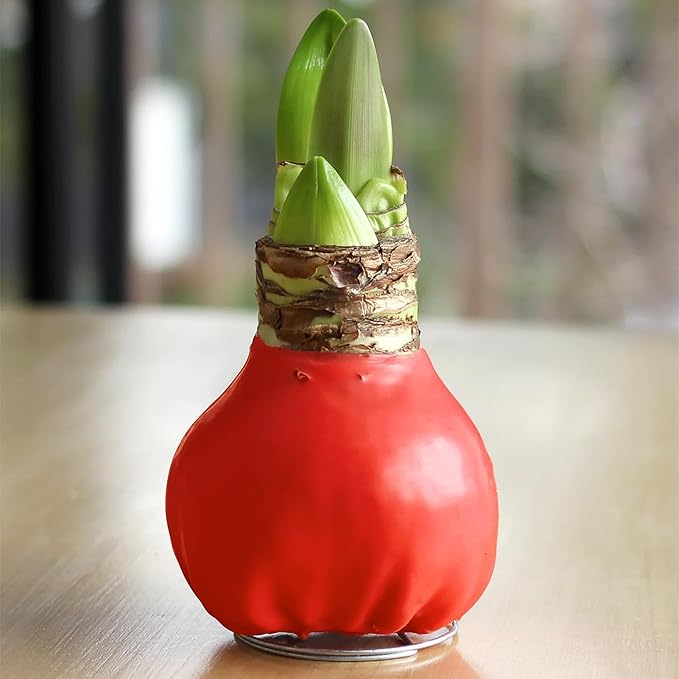 Bloomingbulb Red Waxed Amaryllis with Pink Flower 🌷 No-Soil Perennial Bulb for Indoor Display – Effortless Winter Bloom with Elegant Pink Petals