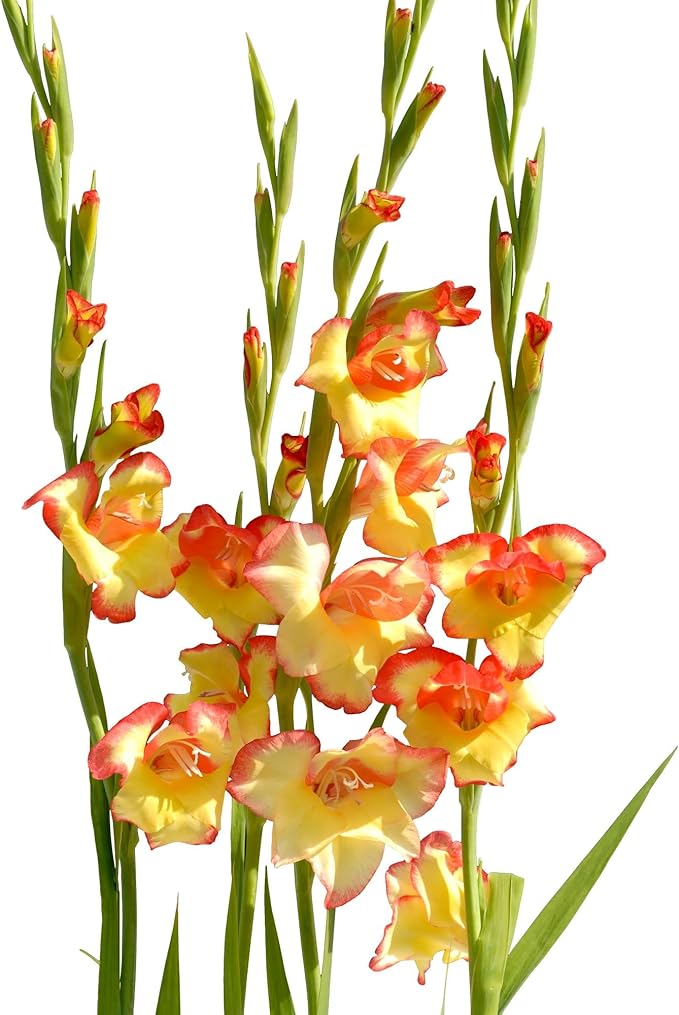 Easy to Grow Hardy Gladiolus 'Las Vegas' Plant Bulbs (10 Pack) - Yellow & Orange-Pink Flowering Blooms in Spring to Summer Gardens