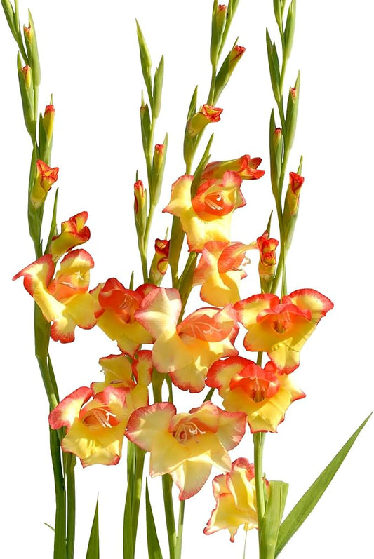 Easy to Grow Hardy Gladiolus 'Las Vegas' Plant Bulbs (10 Pack) - Yellow & Orange-Pink Flowering Blooms in Spring to Summer Gardens