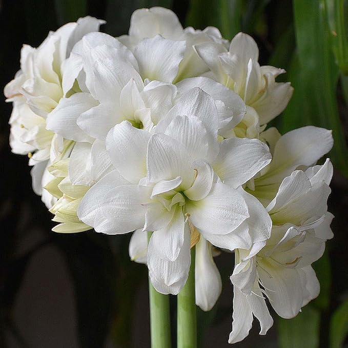 Alfresco Amaryllis Bulb - 26-28 cm Bare Root - Stunning Pure White Blooms with Very Large Flowers - Perfect for Indoor & Outdoor Décor - Easy-to-Grow Amaryllis for Gardens & Pots