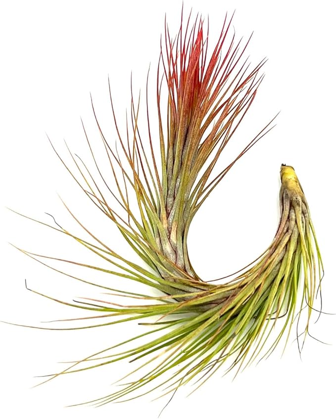 ragnaroc Air Plants - Tillandsia Funckiana Hybrid, Large 5-7" - 2ct - Live Arrival Guaranteed - House Plants for Home Decor & Gift