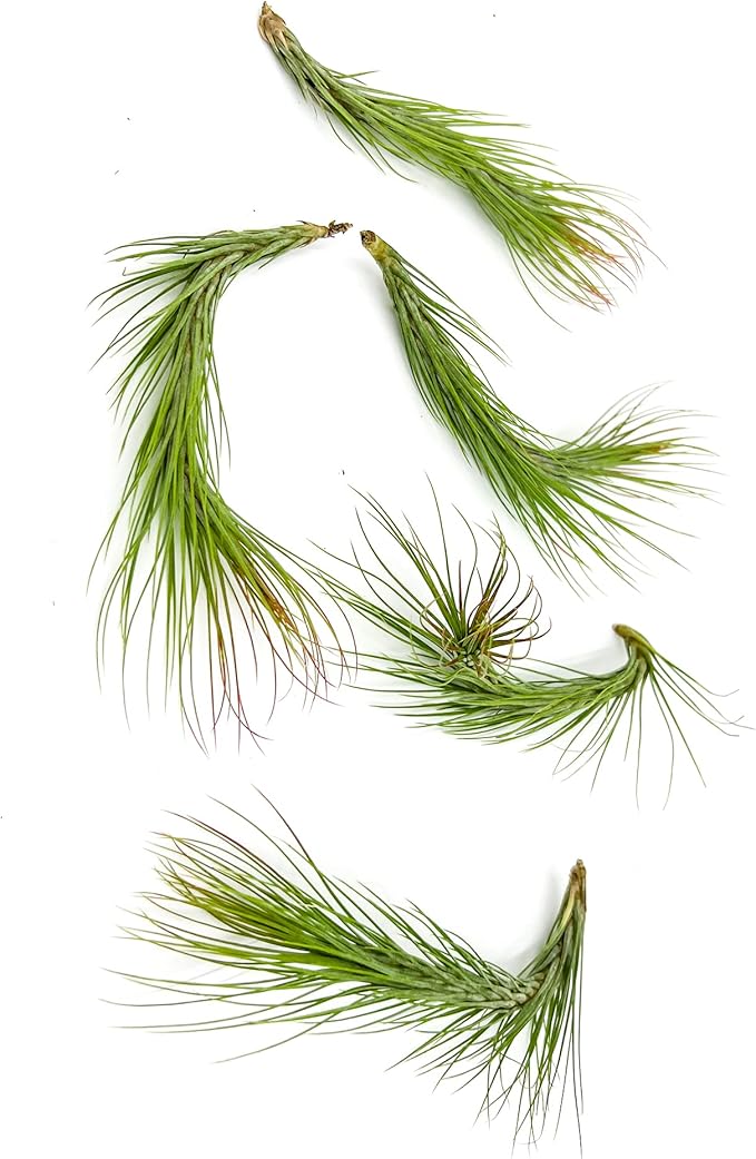 ragnaroc Air Plants - Tillandsia Funckiana Hybrid, Large 5-7" - 5ct - Live Arrival Guaranteed - House Plants for Home Decor & Gift