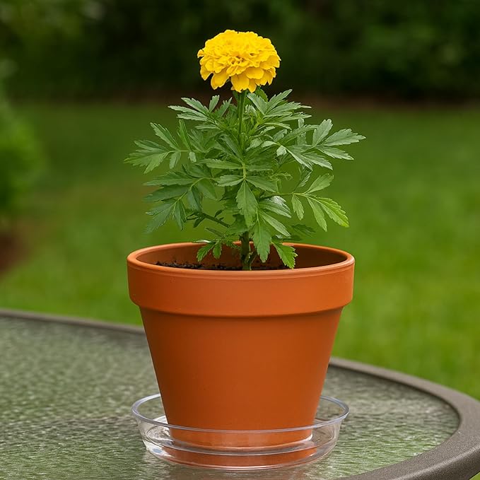 Curtis Wagner Plastics Drip Pan Plant Saucers (5-Pack) - Clear, Round (Diameter: 5" Base, 6" Top, 1.25" Depth) Thin Plastic Planter to be Used as Indoor Pot & for Outdoor Plant Pots