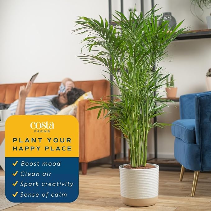 Costa Farms Cat Palm Live Plants in Decorative Pot, Large Indoor Houseplant, Perfect for Home, Room, or Office Decor, Great House Warming or Birthday Gift, 3-4 Feet Tall, Pack of 2