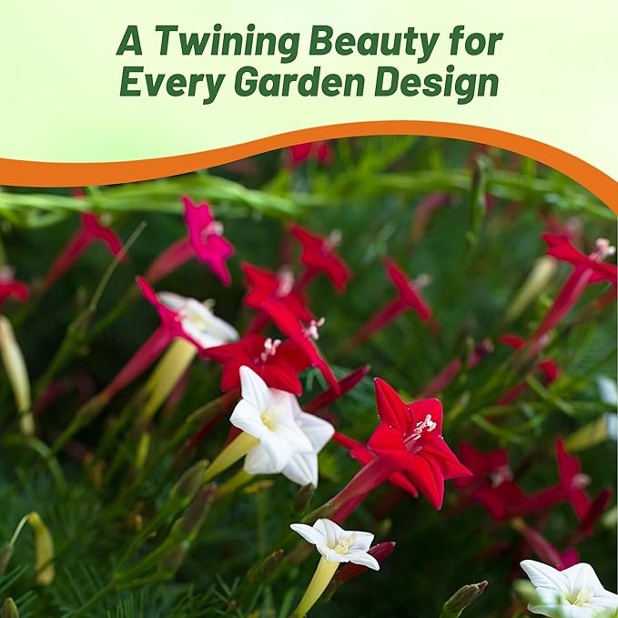 Outsidepride Mixed Cypress Vine Seeds - 200 Pcs Annual Flower Seeds with Nectar-Rich, Star-Shaped Flowers & Feathery, Fern-Like Leaves for Fences, Trellises, Pergolas & Vertical Gardens