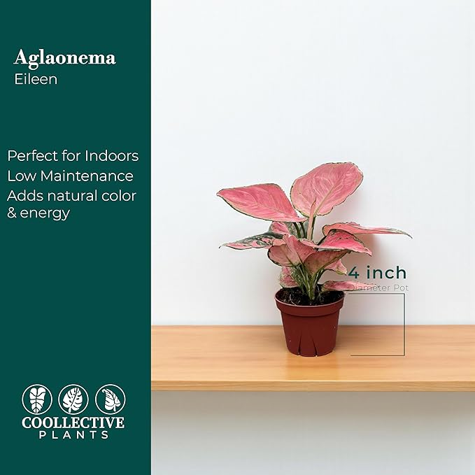 CoollectivePlants Aglaonema Beauty Pink – Live Plant in 4" Grower’s Pot, Vibrant Pink Chinese Evergreen, Easy Low Maintenance Indoor Plant, Includes UniHeat Pack for Winter Protection