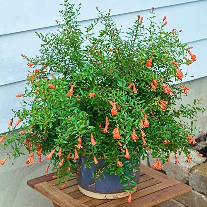 Live Dwarf Pomegranate Plant (Punica Granatum) - Compact, Ornamental Fruit Bearing Shrub, Indoor/Outdoor (2 pom-Dwarf Cups)