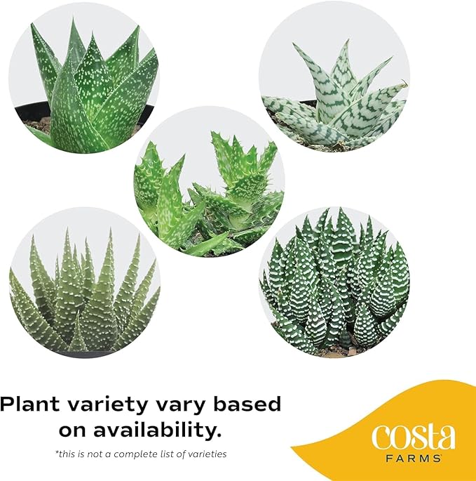 Costa Farms Haworthia Succulents Fully Rooted Live Indoor Plant 6-Inches Tall, in Grower Pot, 3-Pack