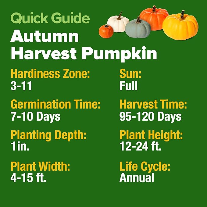 HOME GROWN 5 Pumpkin Seeds Mix - 40 Seeds Heirloom Pumpkin for Planting Ideal Garden for Unique Varieties Yellow Paris and Casper, Culinary and Decorative Use