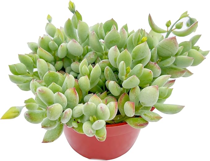 Live Succulents 'Cotyledon Pendens' (4-inch), Succulent Plants Fully Rooted in Pots with Soil, Easy-Care House Plant for DIY, Home Office Decor, Wedding Party Favor