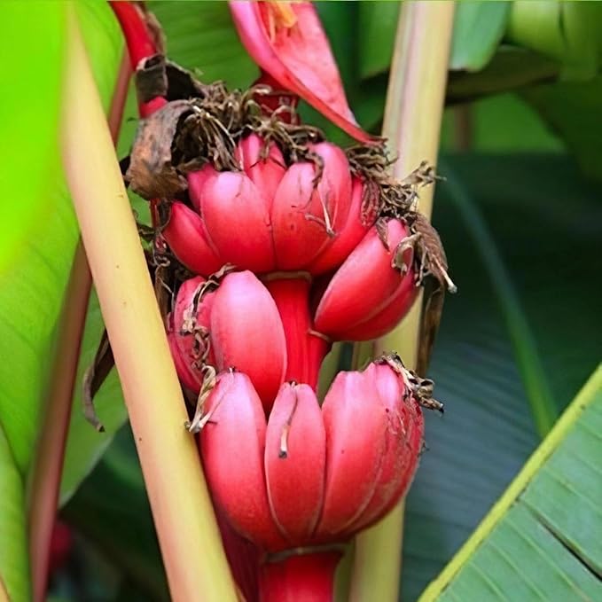 Banana Tree Live Plant, Cold Hardy Banana Plant Live, Tropical Banana Fruit Seedling, Well Rooted 4-8 Inch Tall (Red Banana)