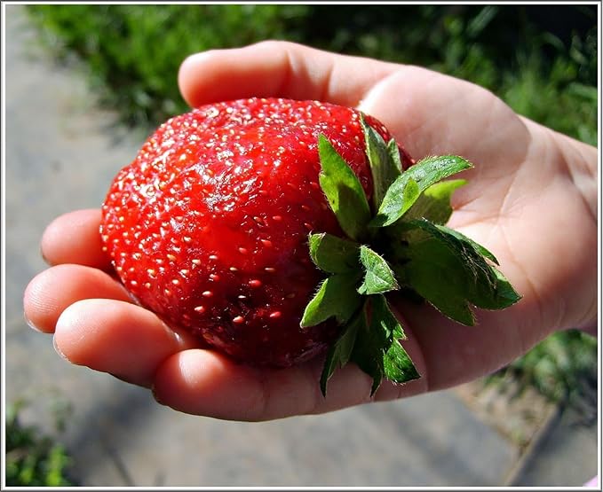 Strawberry Fresca Seeds – Fragaria × Ananassa | Perennial | Everbearing, Sweet & Juicy Garden Strawberry
