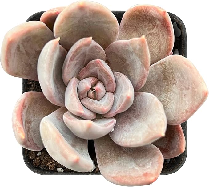 Sprout N Green Echeveria Silver Queen, 1 Live Mini Succulent Plant Fully Rooted in 2 inch Starter Pot, Real House for Indoor Outdoor Home Office Wedding Decoration Party Favor