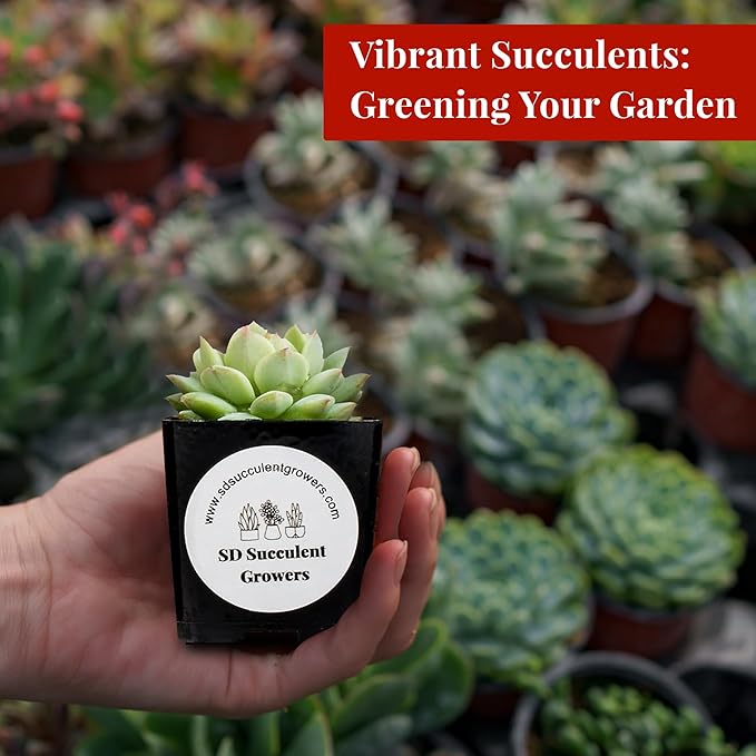 Live Succulents Plants Variety Pack - Well Rooted Plants in 2 Inch Pots - Real, Small, Assorted Houseplants for Indoor, DIY, Home Decor, Wedding, or Birthday Gifts (9 Pack)