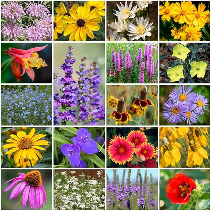 Park Seed Grow Your Own Vibrant Perennial Wildflower Garden Seeds Mixture, Easy to Grow Varieties for Pollinators and Spring Gardens - Native Perennial Mix, 1/4 lb