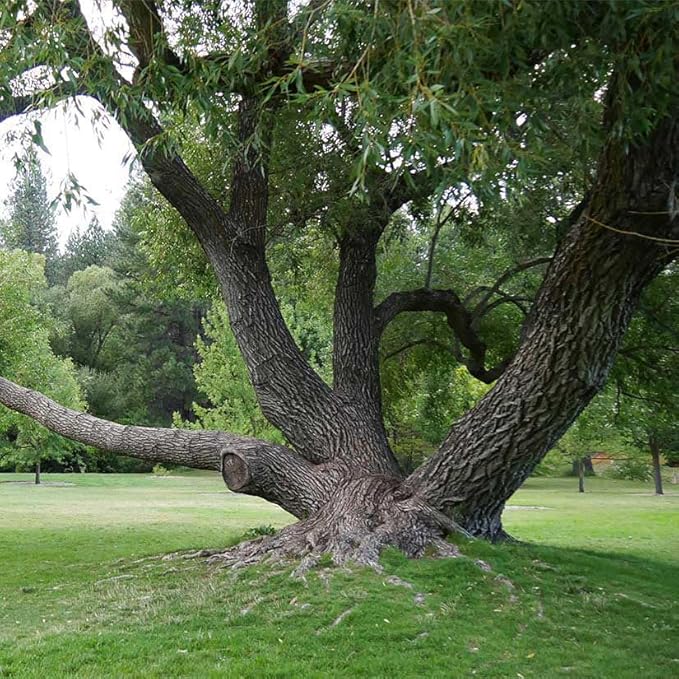 Weeping Willow Tree – 1 Gallon Potted – Fast-Growing Shade Tree | Arbor Day Foundation (Due to Agricultural Laws, Unavailable to CA, CT or AZ)
