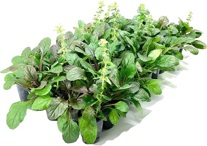Ajuga Reptans Bronze Beauty | 3 Live Plants | Carpet Bugle | Cold Hardy Shade Tolerant Low Maintenance Groundcover