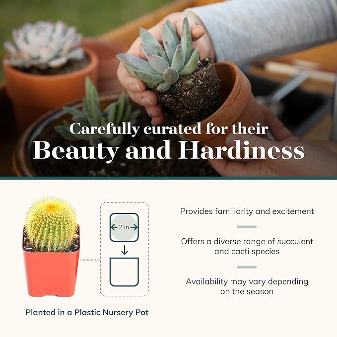 Shop Succulents Premium Live Mini Cactus and Succulent Plants in 2" Pots, Easy Care Indoor or Outdoor Gardening, Terrariums, Favors, & Contemporary Spaces with Hardy, Resilient Varieties, Pack of 32