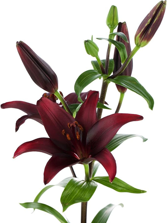 Easy to Grow Lilium Asiatic Lily 'Dark Secret' Plant Bulbs (3 Pack) - Dark Purple Flowering Blooms in Summer Gardens