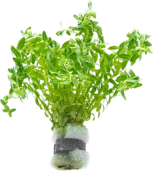 SubstrateSource Live Plants – Water Hedge (Didiplis Diandra) – High Light, Green with Red Tips, Midground to Background Accent – Lead Bunch, 1 Pack