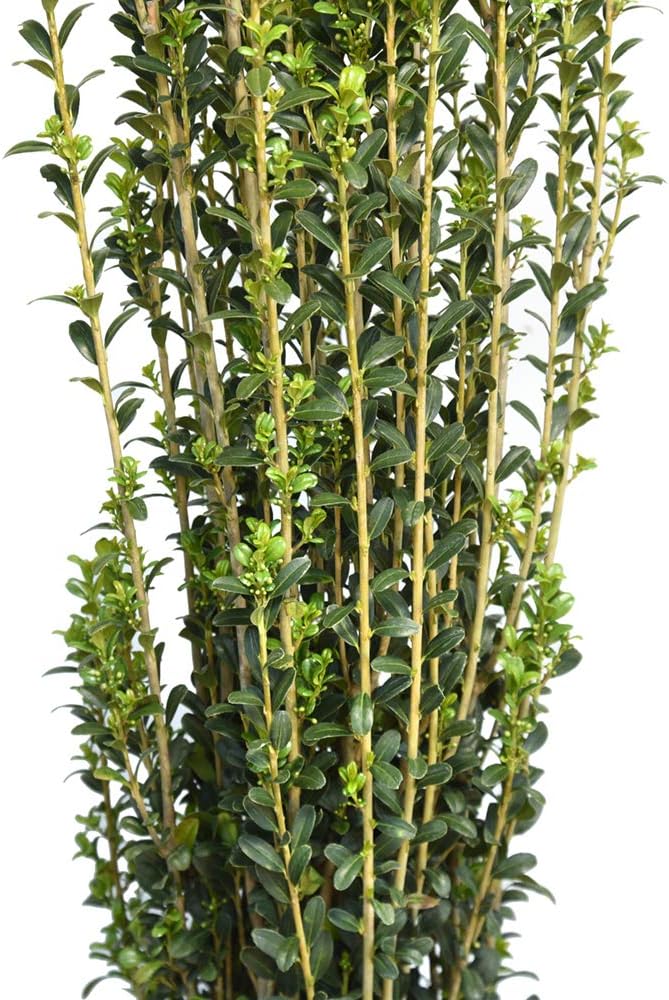 Perfect Plants Sky Pencil Holly Live Plant, 2-3', Includes Care Guide