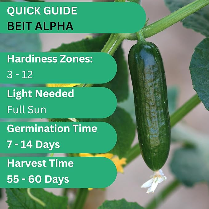 Woods Creek Seeds: Beit Alpha Cucumber Seed CMR/MMR for Planting - Over 90 Heirloom Seed Pack - Non-GMO Pickling Cucumber Seeds for Planting Indoors or Outdoors