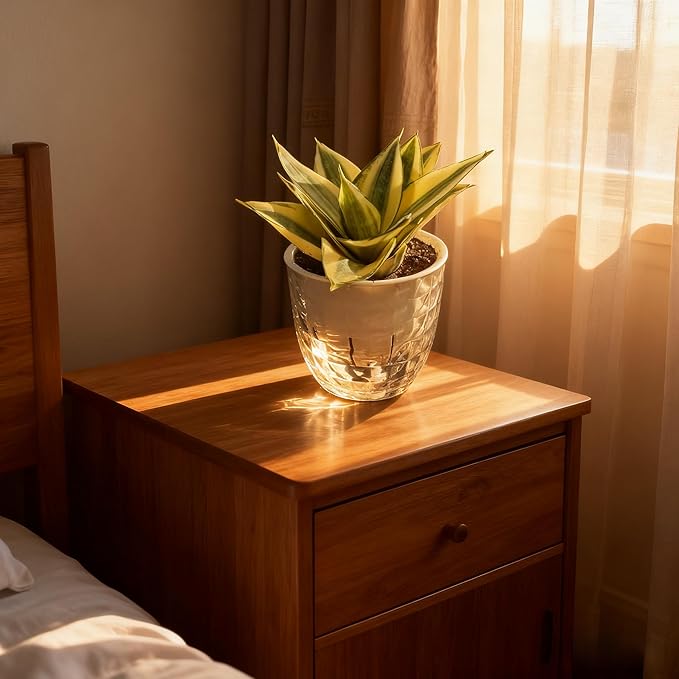 Sprout N Green Sansevieria 'Golden Hahnii' with Self-Watering Pot, Live Snake Plant for Home Office Indoor Outdoor Decoration DIY Projects Party Favor