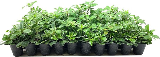 Compact Green Pittosporum | 3 Live Plants | Pittosporum Tobira | Beautiful Fragrant Flowering Low Maintenance Shrub