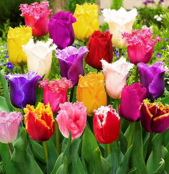 10 Triumph Tulip Bulbs for Fall Planting Mixed Perennial Flower Tulip Bulbs Changing Colors Mixture Size 12+ (Tulipa Fringed)